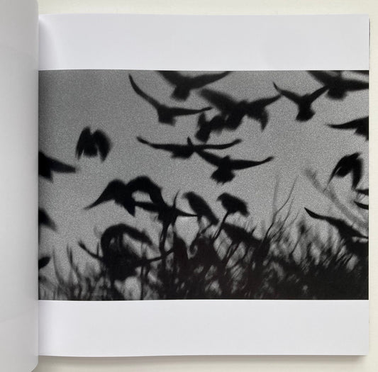 Ravens