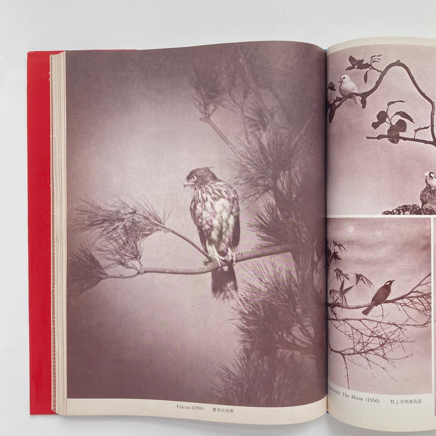 Photographic Works of Chin-San Long