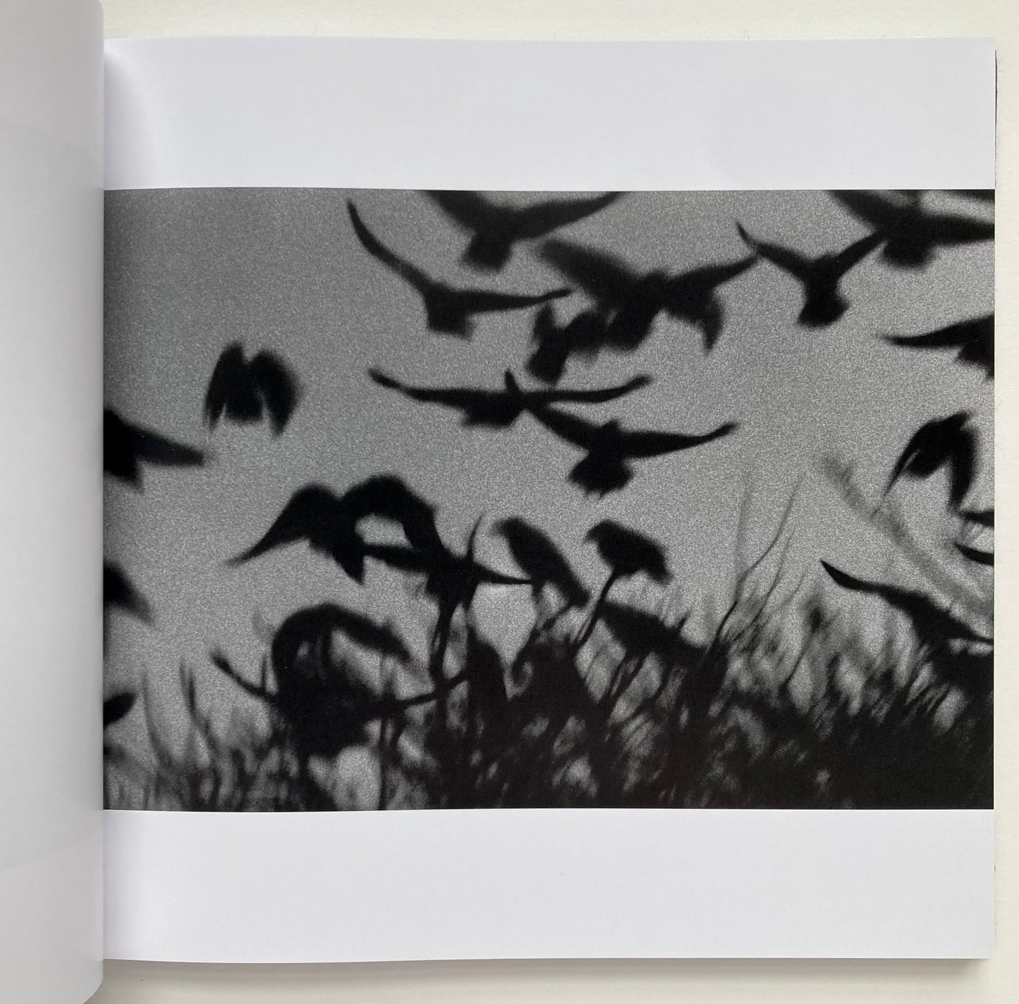 Ravens